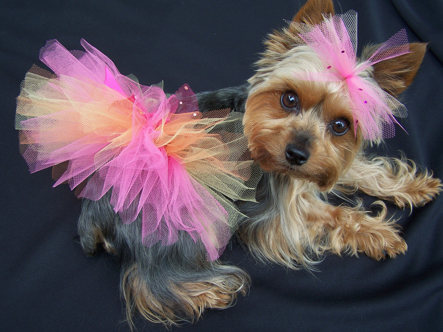 I look SO beautiful in my Gucci Harness from Teacup Tutu Charm :) I am  styling!!!! www.teacuptutucharm.com x…