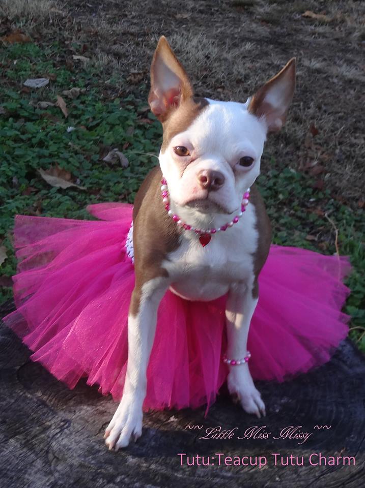 I look SO beautiful in my Gucci Harness from Teacup Tutu Charm :) I am  styling!!!! www.teacuptutucharm.com x…