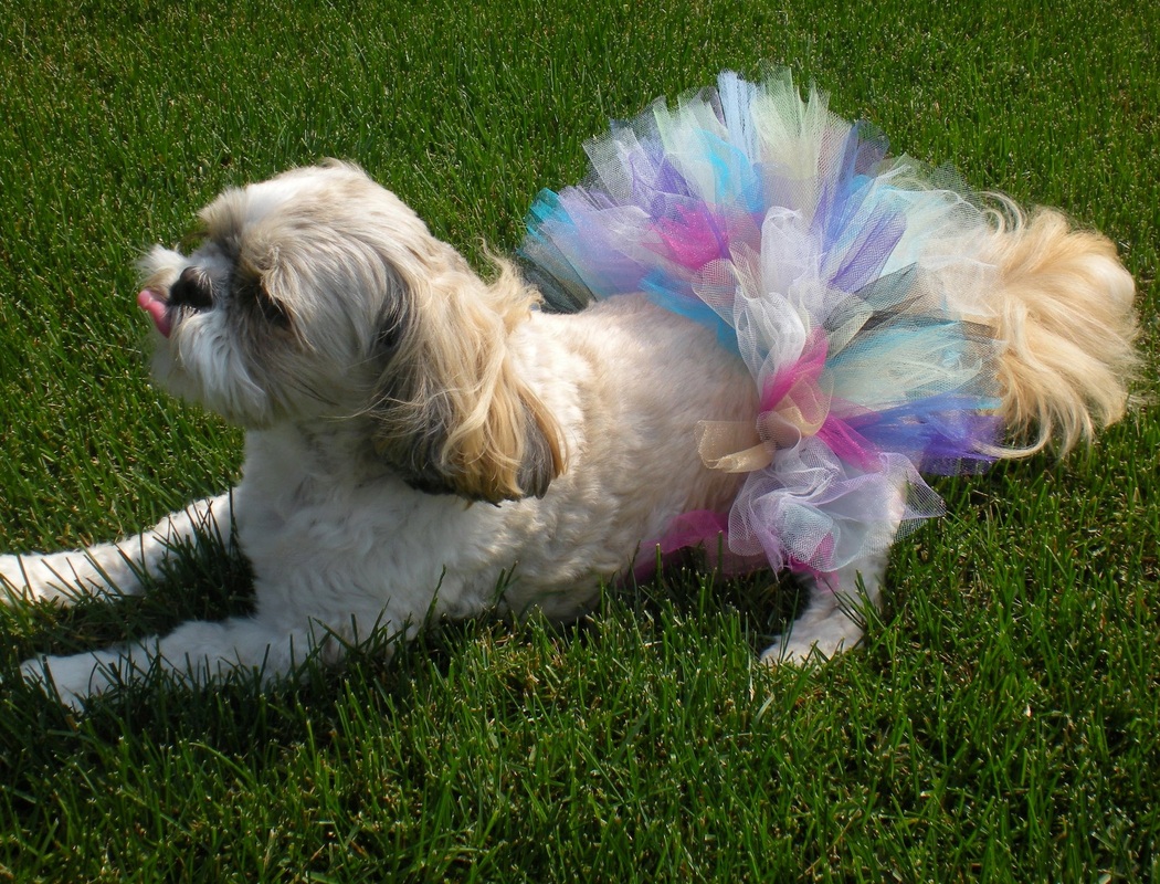 I look SO beautiful in my Gucci Harness from Teacup Tutu Charm :) I am  styling!!!! www.teacuptutucharm.com x…