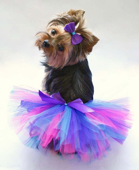 I look SO beautiful in my Gucci Harness from Teacup Tutu Charm :) I am  styling!!!! www.teacuptutucharm.com x…