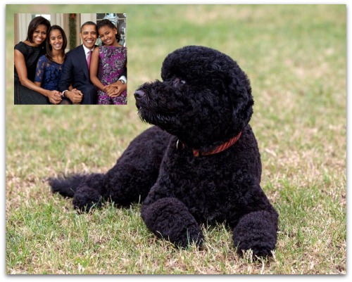 President Barack Obama Teacup Tutu Charm