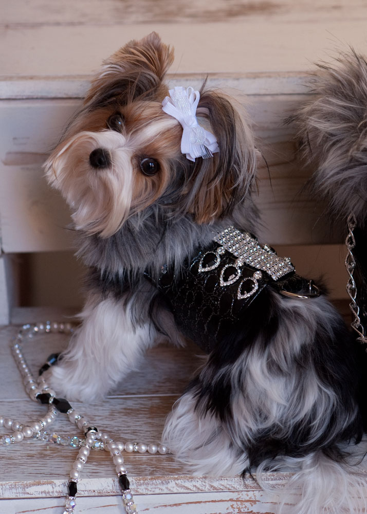 I look SO beautiful in my Gucci Harness from Teacup Tutu Charm :) I am  styling!!!! www.teacuptutucharm.com x…